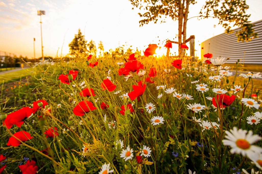 BLOOM: Fancy florals around the campus.