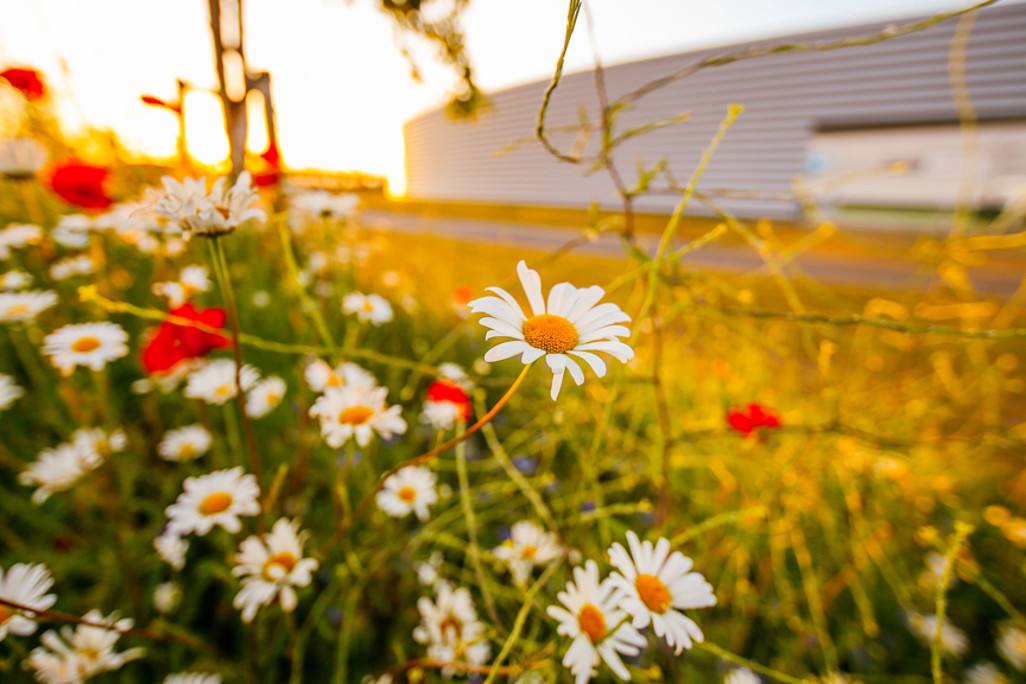 CLOSE UP: A unique view at the CFA.