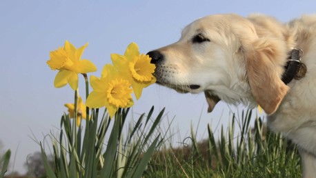 CITC Giving: Guide Dogs