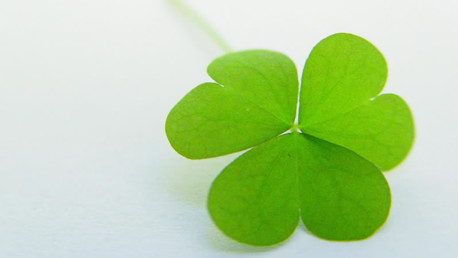 Four Leaved Clover