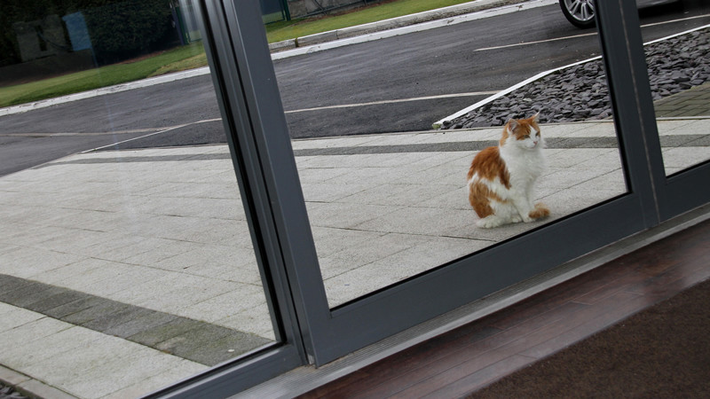 Wimbly cant even get in no players no cat