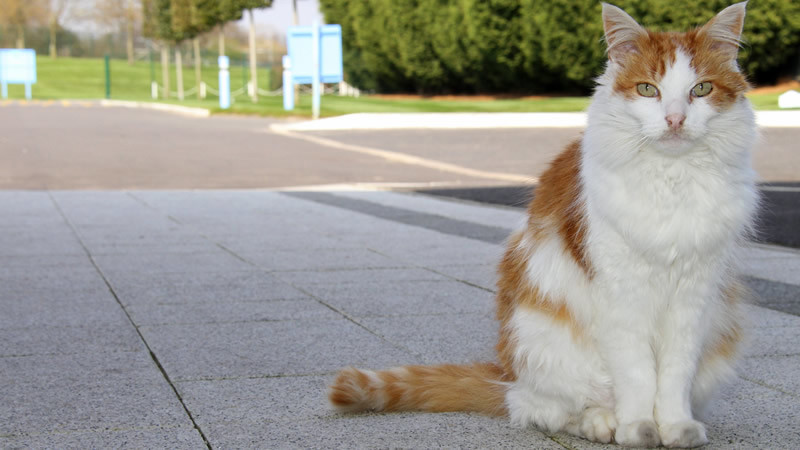 Even Wimbleydon looks lost and alone