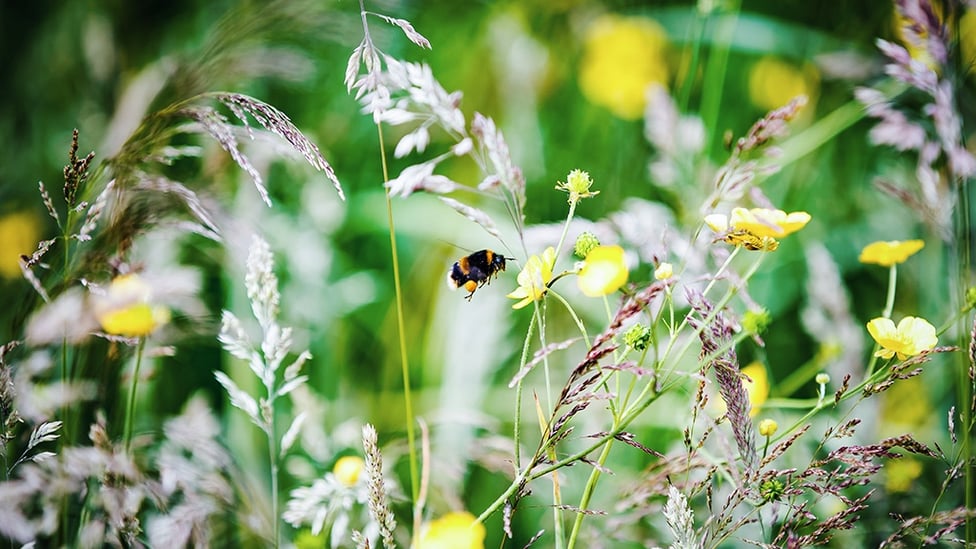 WE'RE ALL CITY : Another bee finds itself at home!