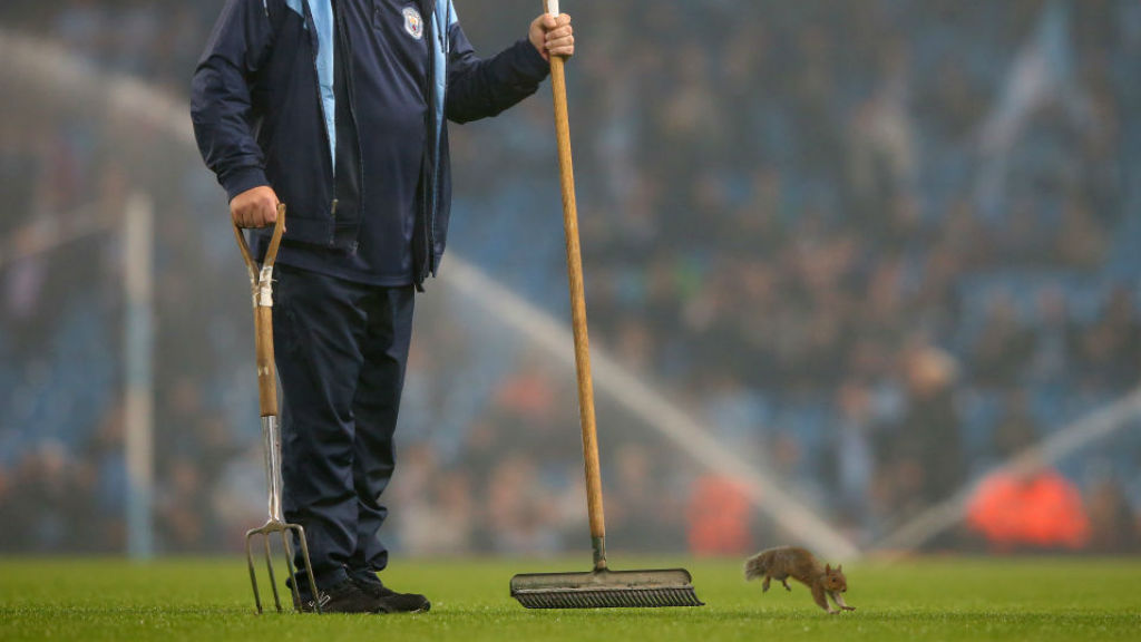 PITCH INVASION: The squirrel takes centre stage at the Etihad